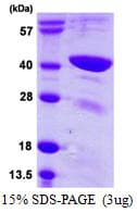 Human TFB1M Protein (Recombinant His)