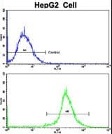 NES / Nestin Antibody (Ser1409)