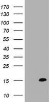 TSC22D3 / GILZ Antibody (clone OTI1F11, Carrier-free)