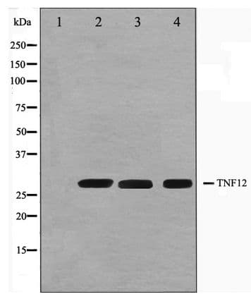 TNFSF12 / TWEAK Antibody