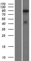 PHACTR2 Protein (Over-Expression Lysate Myc-DDK (Flag))