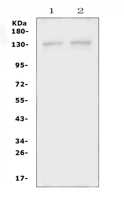 PSD Antibody