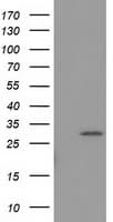 BIN3 Antibody (clone OTI5E3)