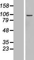 DIAPH3 / MDIA2 Protein (Over-Expression Lysate Myc-DDK (Flag))