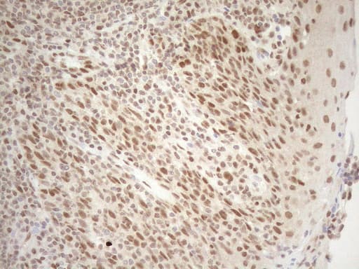 RGL2 Antibody (aa547-777, clone OTI10F2, Carrier-free)