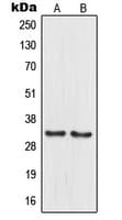 MRPL15 Antibody (Internal)