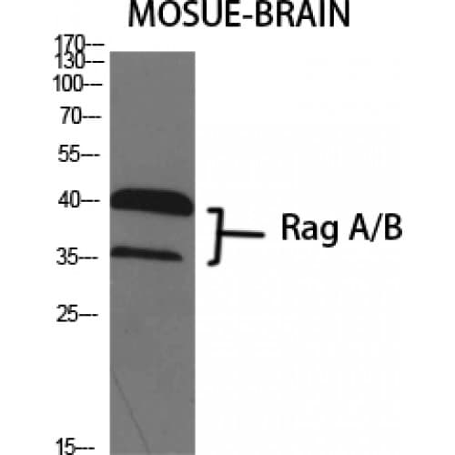 RRAGA+B Antibody (240-320 aa, C-terminal)