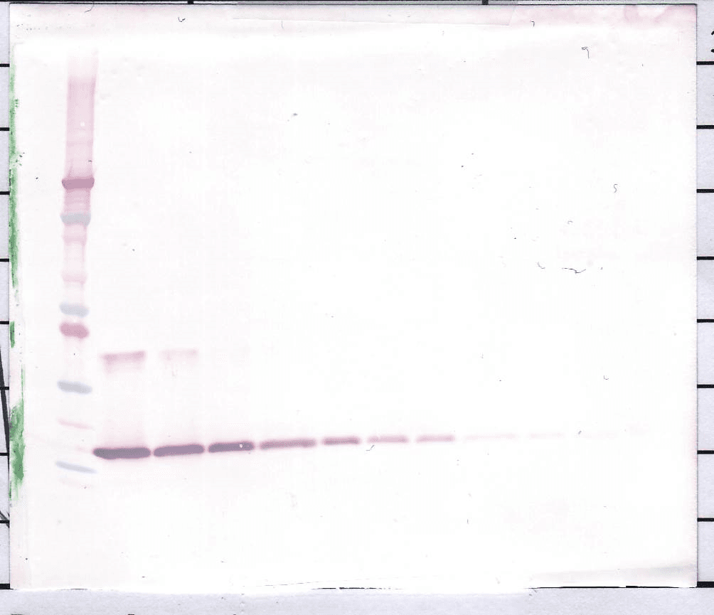 IL-1B / IL-1 Beta Antibody (Biotin)
