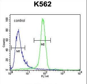 EGFR Antibody (aa1004-1033)