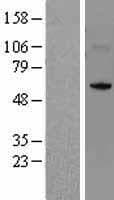 NSUN5 Protein (Over-Expression Lysate Myc-DDK (Flag))