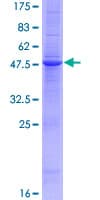 Human TNFSF4 / OX40L / CD252 Protein (Recombinant GST)