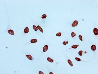 Recombinant Monoclonal Rabbit anti-Human HIST1H3A Antibody (IF, WB)