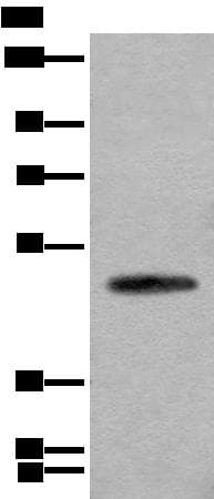 CADM2 Antibody