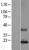 IL17A Protein (Over-Expression Lysate Myc-DDK (Flag))