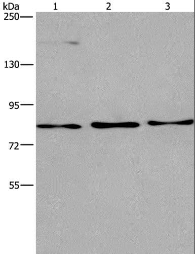 Polyclonal Rabbit anti-Human AGO4 / EIF2C4 Antibody (WB)
