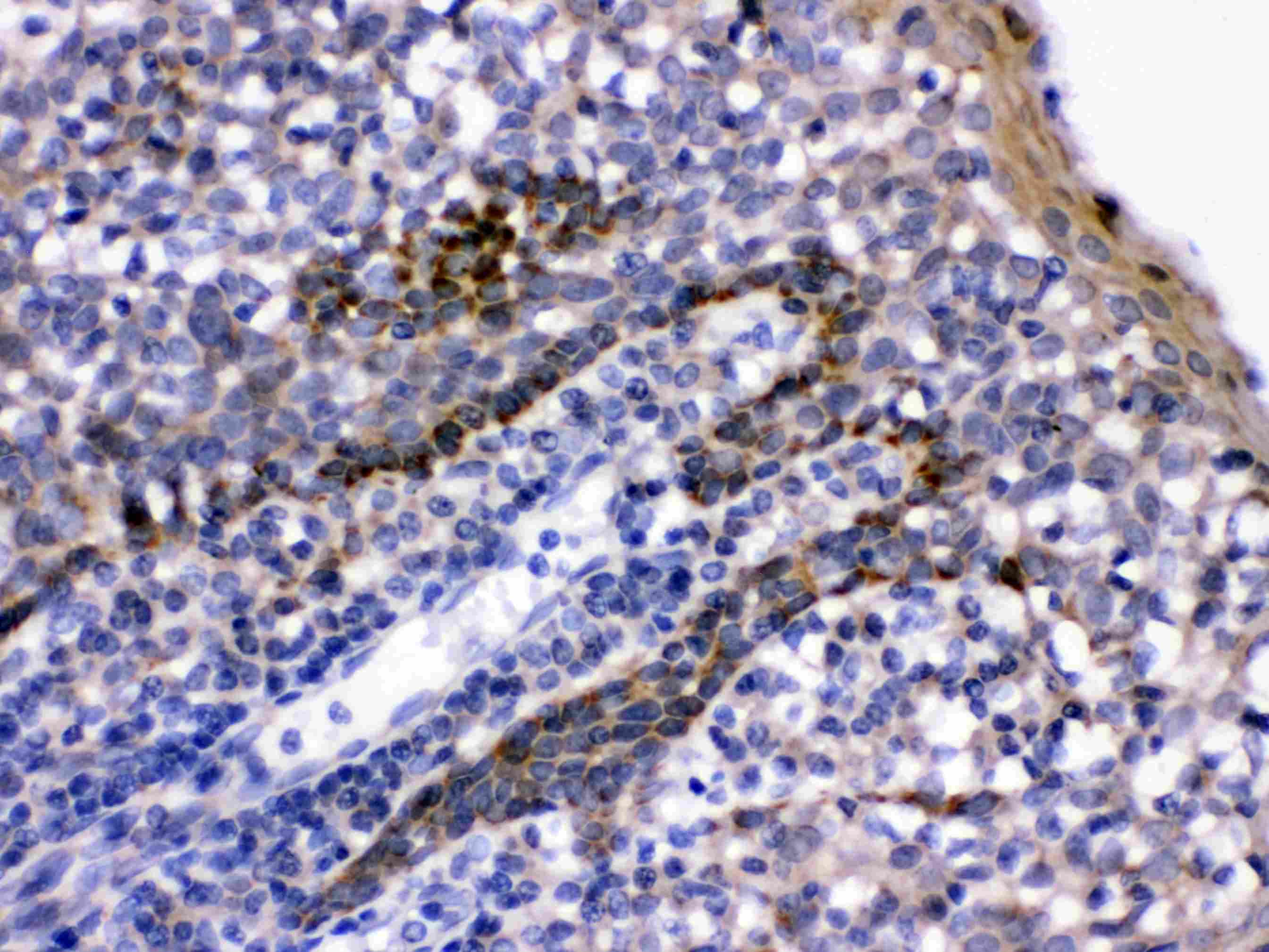 CD58 Antibody