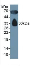 APOD / Apolipoprotein D Antibody (aa21-189)