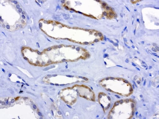 Monoclonal Mouse anti-Human MRPS34 Antibody (clone UMAB125, IHC, IF, WB)