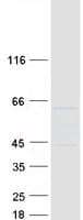 Human EIF2B4 Protein (Recombinant Myc-DDK (Flag))