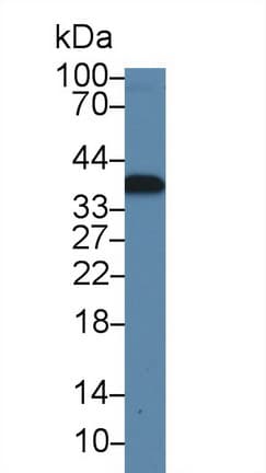 CAMLG / CAML Antibody (aa1-188)