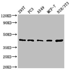 Polyclonal Rabbit anti-Human SAV1 / WW45 Antibody (IHC, IF, WB)
