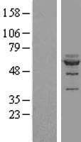 NOC4L Protein (Over-Expression Lysate Myc-DDK (Flag))