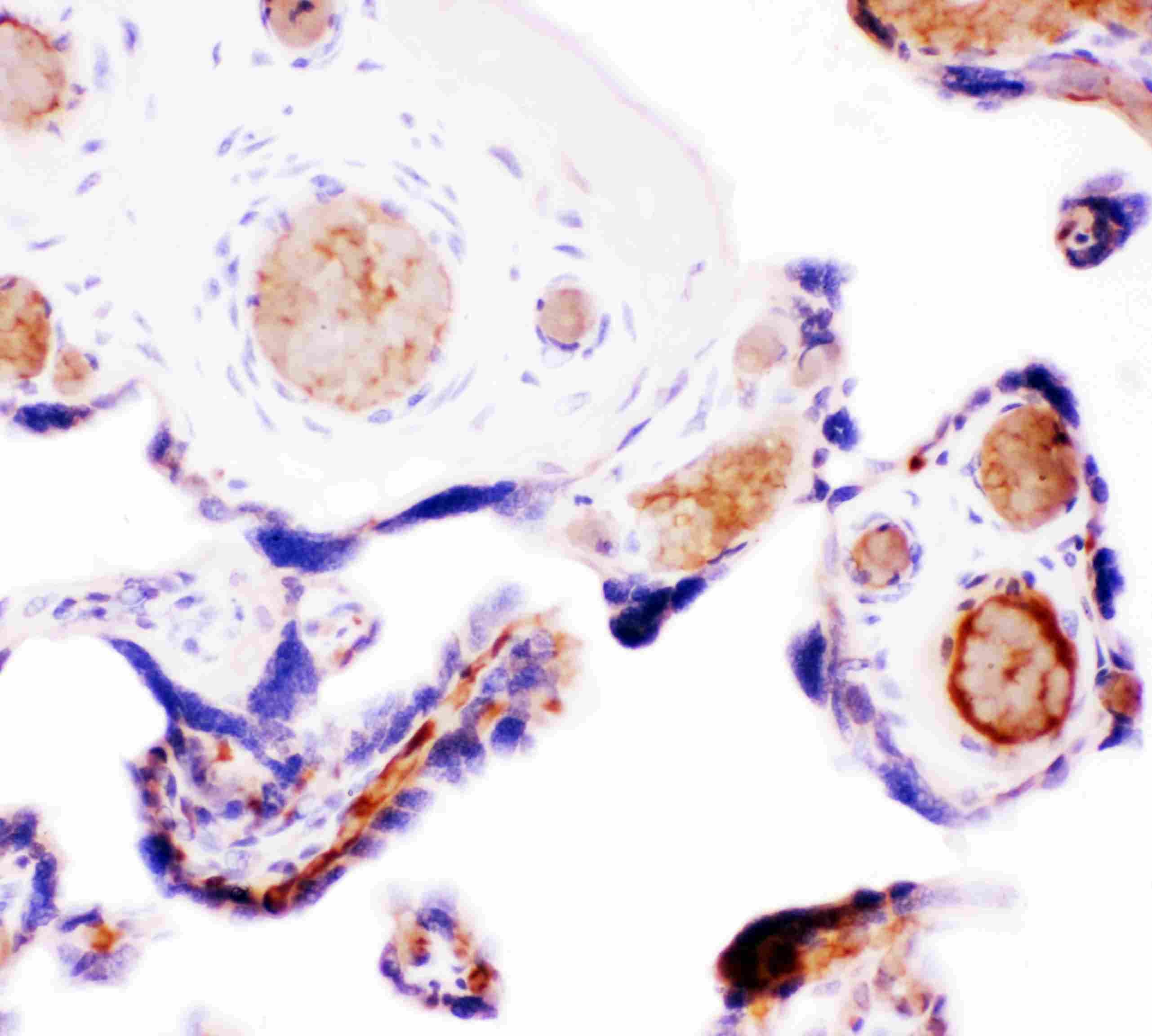 Polyclonal Rabbit anti-Human WNT5A Antibody (aa184-303, WB)