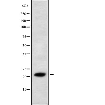 IFNL2 / IL28A Antibody