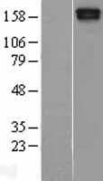 MAST205 / MAST2 Protein (Over-Expression Lysate Myc-DDK (Flag))