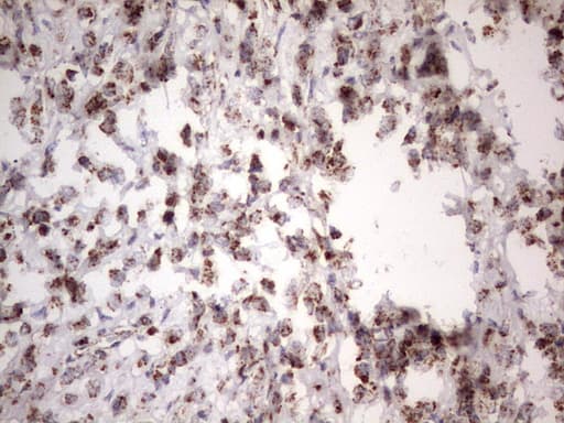 APC Antibody (aa955-1382, clone OTI2B8)