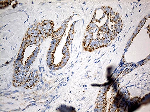 MTX2 Antibody (clone OTI2E9)
