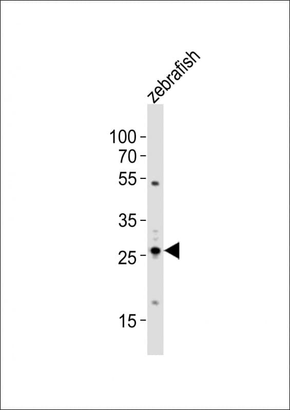 BHLHA9 Antibody (aa51-82)