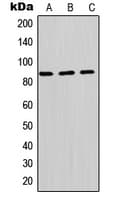 PIK3R2 / p85 Beta Antibody (C-Terminus)