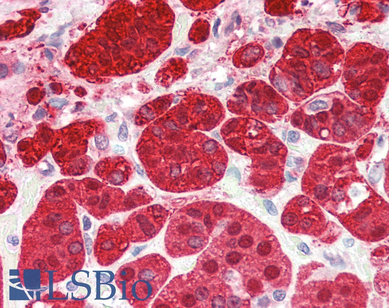 IHC-plus™ PEBP1 / RKIP Antibody (aa70-83)