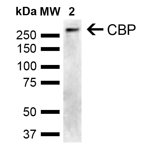 CREBBP / CREB Binding Protein Antibody (Biotin)