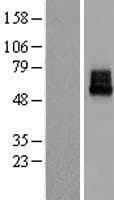 KCNK10 / TREK Protein (Over-Expression Lysate Myc-DDK (Flag))