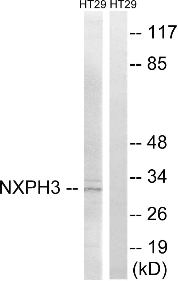 Polyclonal Rabbit anti-Human NXPH3 / Neurexophilin 3 Antibody (aa158-207, WB)