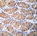 Polyclonal Rabbit anti-Human TOR2A Antibody (aa194-221, IHC, WB)