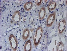 SPATC1L / C21orf56 Antibody (clone OTI1H6)