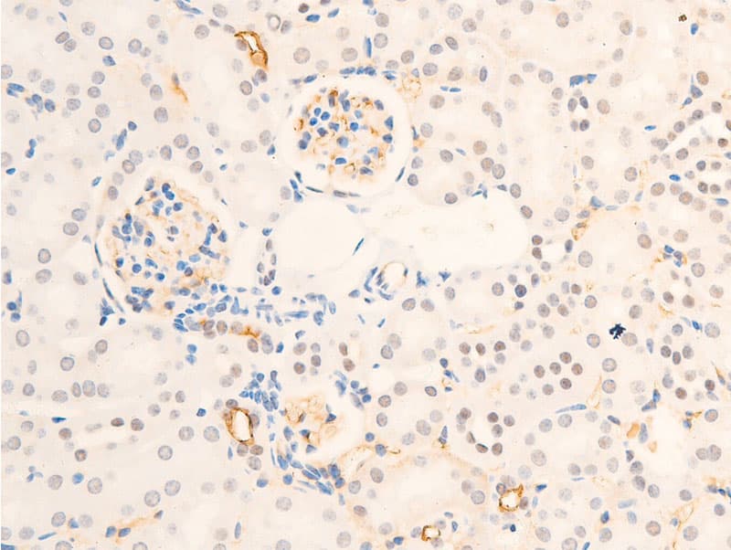 BIRC5 / Survivin Antibody (phospho-Thr117)