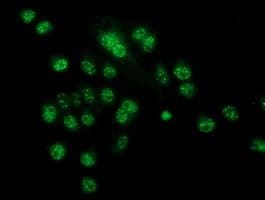 CRYZL1 Antibody (clone OTI2F9)
