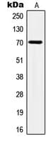 HSPA8 / HSC70 Antibody (Internal)