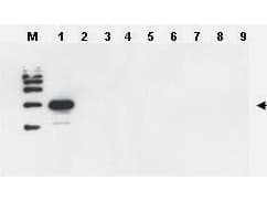 ULP1 Antibody