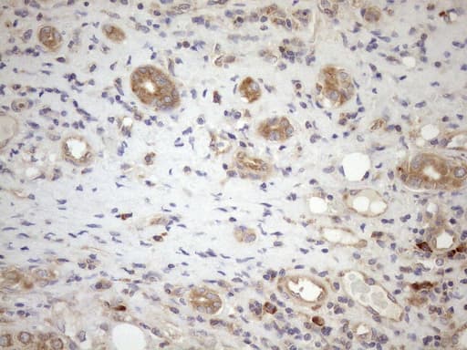NPPB / BNP Antibody (aa27-102, clone OTI7A8)