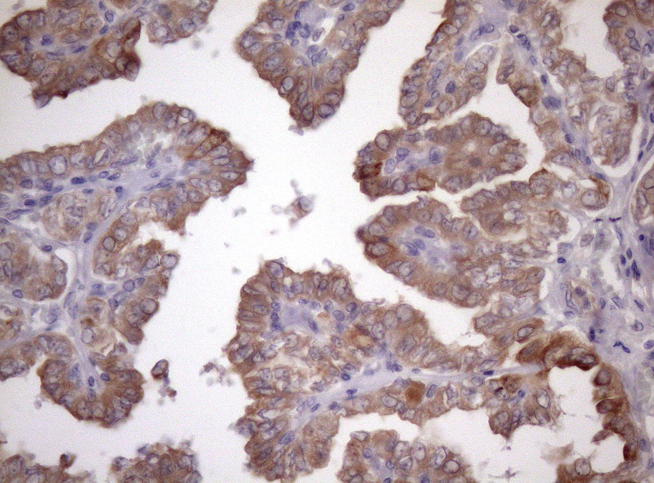 AMTN Antibody (clone OTI2D9, Carrier-free)