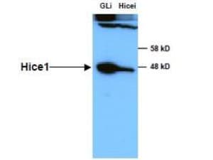 HAUS8 Antibody