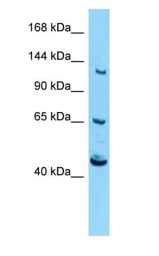 CACNA2D4 Antibody (aa341-390)