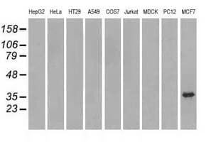 TRIB2 Antibody (clone OTI8D11)