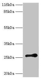 RAB3C Antibody (aa1-227)