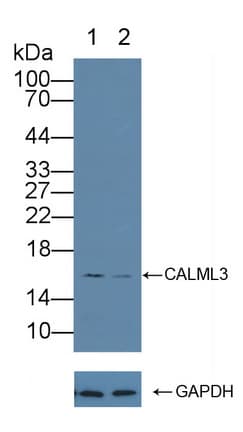 CALML3 Antibody (aa1-149)